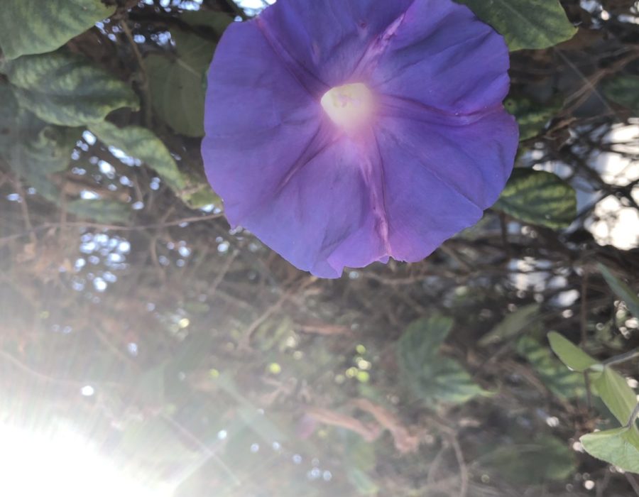 Sun drenched, over-exposure violet flower on a fence in Los Angeles.