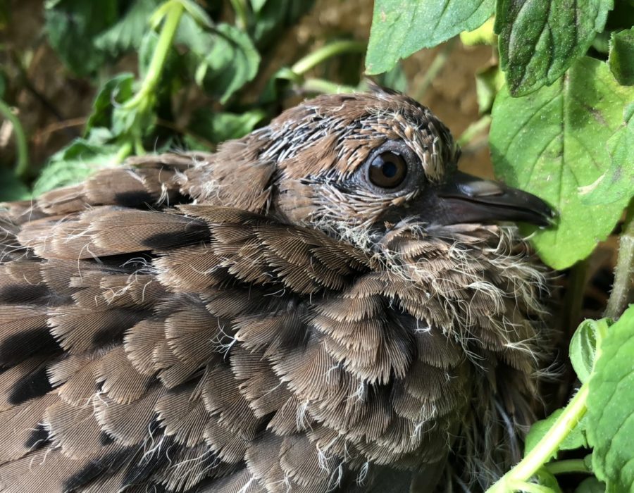 Baby Mourning Dove in a Mint herb flower pot on our balcony in Los Angeles.